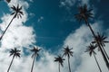 Large palm trees between located mountains and forest in Colombie