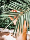 Large palm tropical leaves. Green background bor instastory, blog, post. Minimalism.