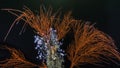 A large Palmate sea fan (Leptogoria palma) with a colony of Tubular hydroids