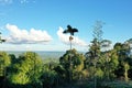 A large palmtree standing out against the green background of a tropical forest canopy and the blue of the sky