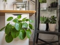 Large pancake plant in an  industrial black and white study room with numerous other green houseplants Royalty Free Stock Photo