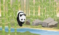 A large panda goes to the water through a bamboo grove. Asian animals