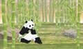 A large panda nibbles on a juicy stalk of bamboo. Asian animals. Bamboo grove.