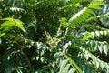 Large panicles of flowers of Ailanthus altissima