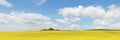 Large panorama of landscape with field of yellow flowers under a beautiful blue sky with white clouds Royalty Free Stock Photo