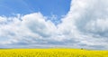 Large panorama of landscape with field of yellow flowers under a beautiful blue sky with white clouds Royalty Free Stock Photo