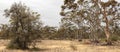 large panoramic of bushland full of native trees and plants and dried drought grasses on a hot summer day in rural Victoria Royalty Free Stock Photo