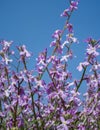 Large panoramic view of blooming wild Matthiola or Levkoy flowers