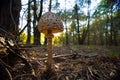 Large parasol mushroom at forest