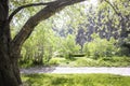 Large park tree close up on sunlit spring blurred green blooming lilac trees background. Copy space. Royalty Free Stock Photo