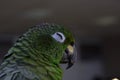 Large parrot close up in the frame