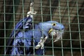Large parrot sitting in a cage of zoo Royalty Free Stock Photo