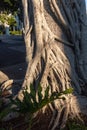 large part of the roots of the banyan trunk with carvings