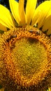 A bright, beautiful sunflower with Italian Honeybees gathering pollen for their hive.