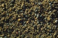 Large particles of fine dirty sand, gravel, earth