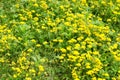 large patch of Birdâs Foot Trefoil Lotus corniculatus