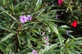 Greenery with purple, pink, and red flowers