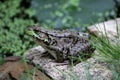 Large Patient Bullfrog Royalty Free Stock Photo