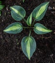 Large patterned green leaves of hosta flower. Perennial grows in the garden ground, earth. Summer. Top Royalty Free Stock Photo