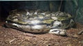 Burmese python in enclosure. Royalty Free Stock Photo