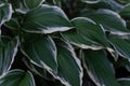 Large patterned white-green leaves of hosta flower. Perennial grows in garden in summer. Close-up Royalty Free Stock Photo