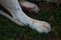 Large paws of a Lioness. Lioness paw pads close-up. Wild cat resting