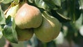 Large pears on a tree