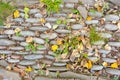 Large pebbles as decorative bent path with yellow fallen autumn leaves