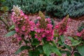 A large peegee hydrangea Hydrangea paniculata Grandiflora Royalty Free Stock Photo
