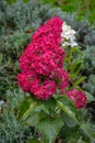 A large peegee hydrangea Hydrangea paniculata Grandiflora Royalty Free Stock Photo
