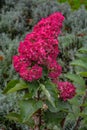 A large peegee hydrangea Hydrangea paniculata Grandiflora Royalty Free Stock Photo