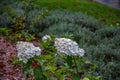 A large peegee hydrangea Hydrangea paniculata Grandiflora Royalty Free Stock Photo