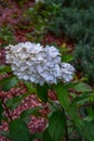 A large peegee hydrangea Hydrangea paniculata Grandiflora Royalty Free Stock Photo
