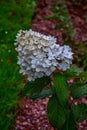 A large peegee hydrangea Hydrangea paniculata Grandiflora Royalty Free Stock Photo