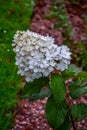 A large peegee hydrangea Hydrangea paniculata Grandiflora Royalty Free Stock Photo