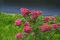 A large peegee hydrangea Hydrangea paniculata Grandiflora Royalty Free Stock Photo