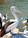 A Large Pelican