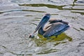 Pelican ocean elastic throat pouch fish Royalty Free Stock Photo