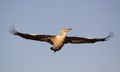 Large Pelican in flight Royalty Free Stock Photo