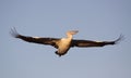 Large Pelican in flight