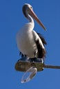 A large pelican perched on a broken street light Royalty Free Stock Photo
