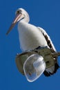 A large pelican perched on a broken street light Royalty Free Stock Photo