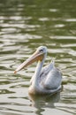 Pelican Royalty Free Stock Photo