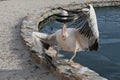 Large pelican waving its wings as if performing a fashionable mo Royalty Free Stock Photo