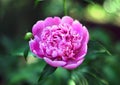 Large peony flower on a green background