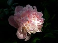 Large peony flower with white and pink petals Royalty Free Stock Photo