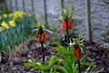 Large perennials with red bells flowers along with a yellow narcissus flower in a bark mulched flowerbed. around a concrete fence