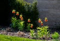 Large perennials with red bells flowers along with a yellow narcissus flower in a bark mulched flowerbed. around a concrete fence