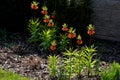 Large perennials with red bells flowers along with a yellow narcissus flower in a bark mulched flowerbed. around a concrete fence