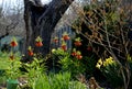 Large perennials with red bells flowers along with a yellow narcissus flower in a bark mulched flowerbed. around a concrete fence